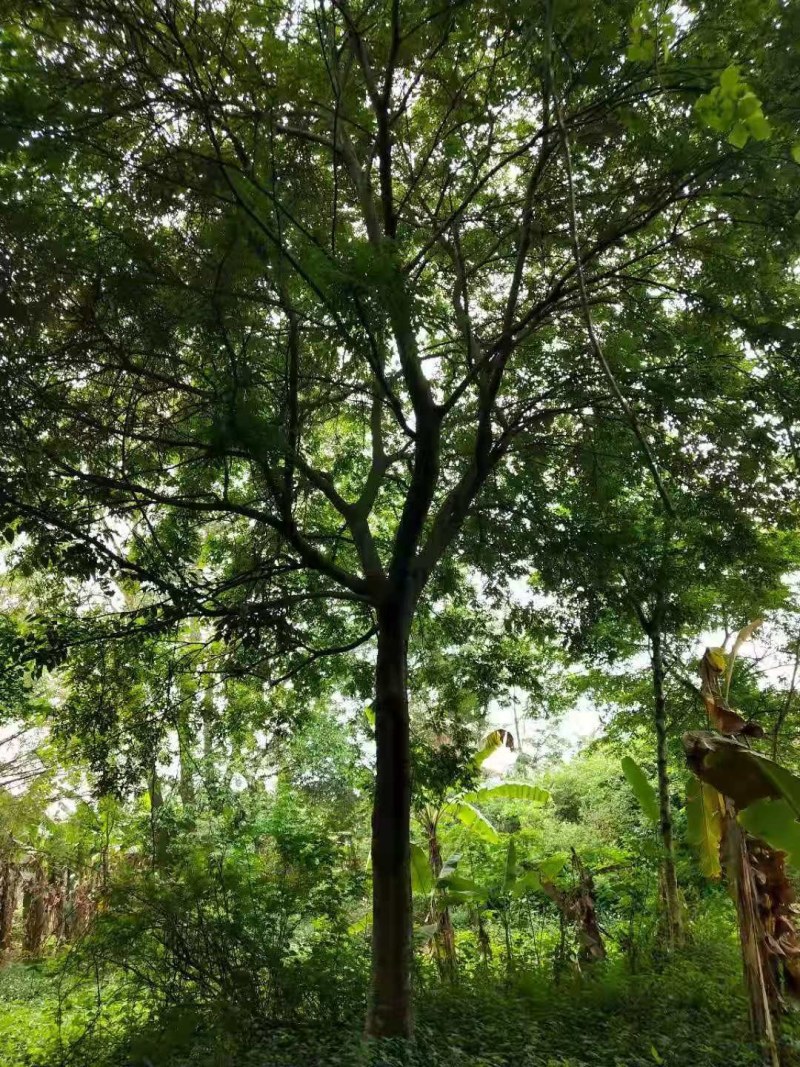 朴树，20-60公分的单杠朴树，工程苗及苗圃精品长期供应