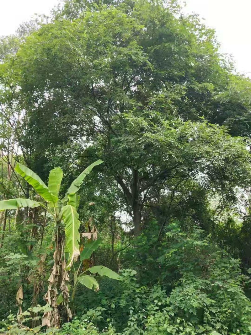 朴树，20-60公分的单杠朴树，工程苗及苗圃精品长期供应