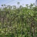 红富士苹果树苗1.5-2.5裸根和杯苗都有货