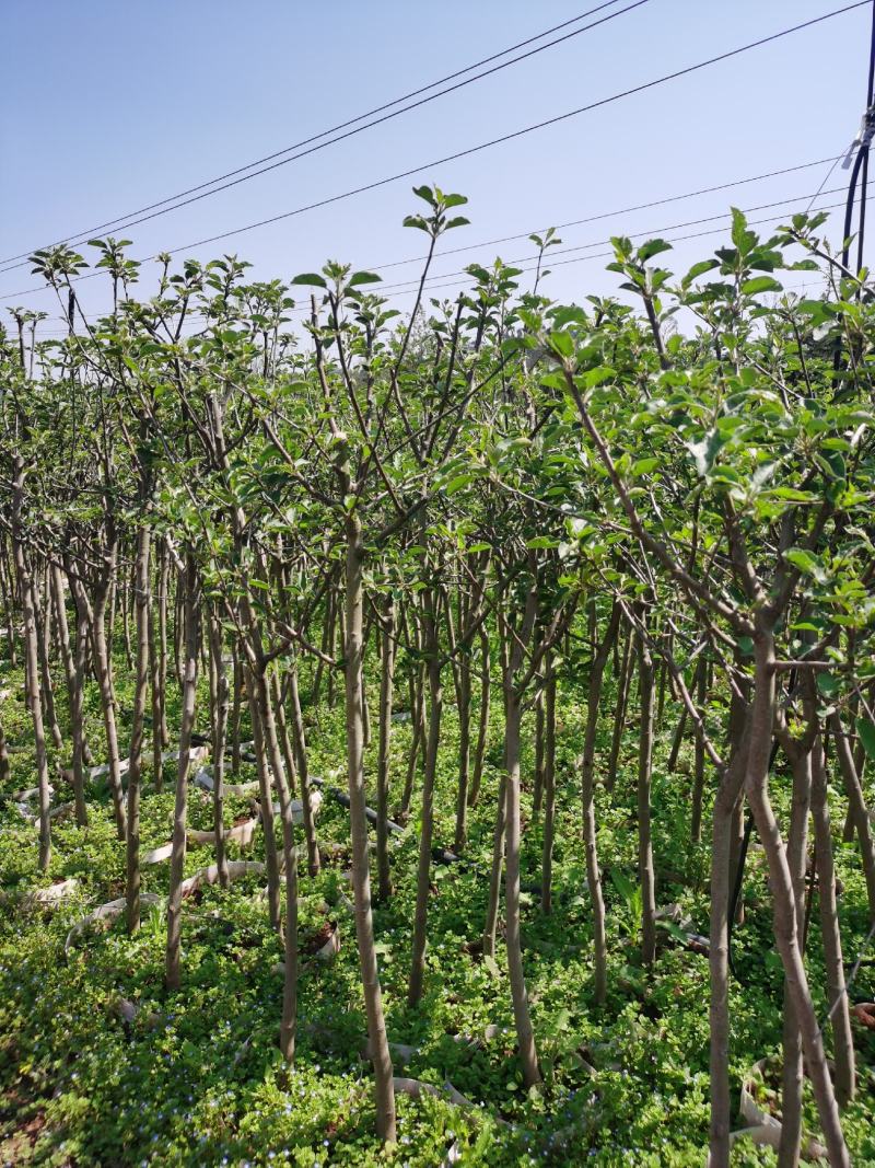 红富士苹果树苗1.5-2.5裸根和杯苗都有货
