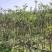 红富士苹果树苗1.5-2.5裸根和杯苗都有货