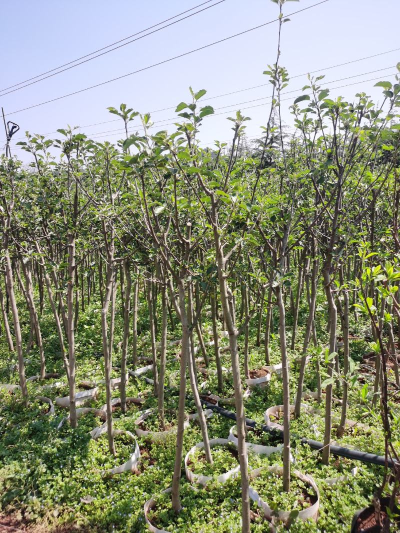 红富士苹果树苗1.5-2.5裸根和杯苗都有货
