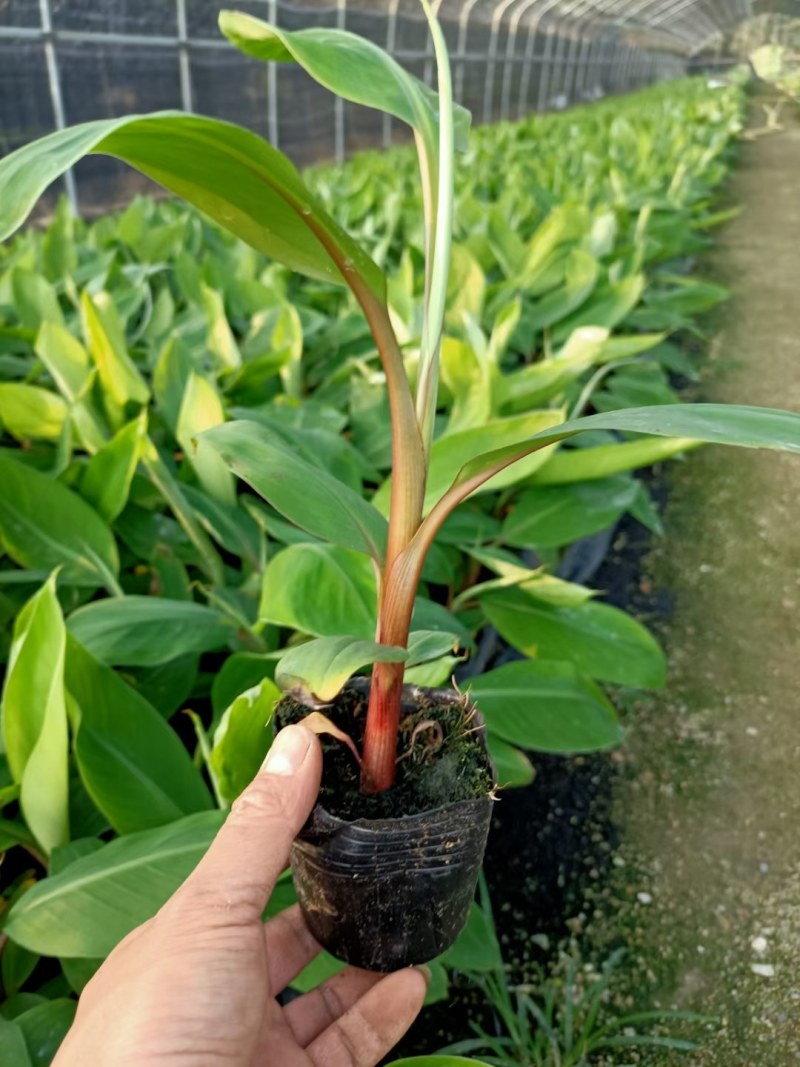 红香蕉苗，一棵香蕉能长一百以上，今年种植当年结果