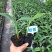 红香蕉苗，一棵香蕉能长一百以上，今年种植当年结果