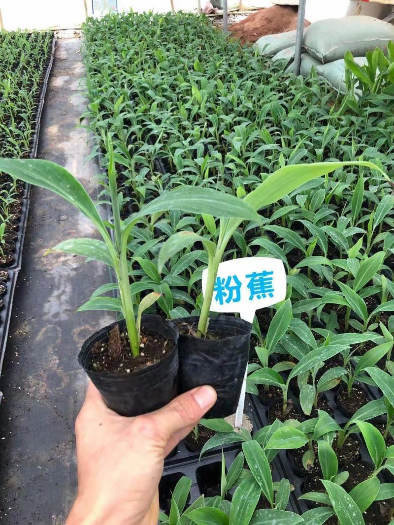 红香蕉苗，一棵香蕉能长一百以上，今年种植当年结果