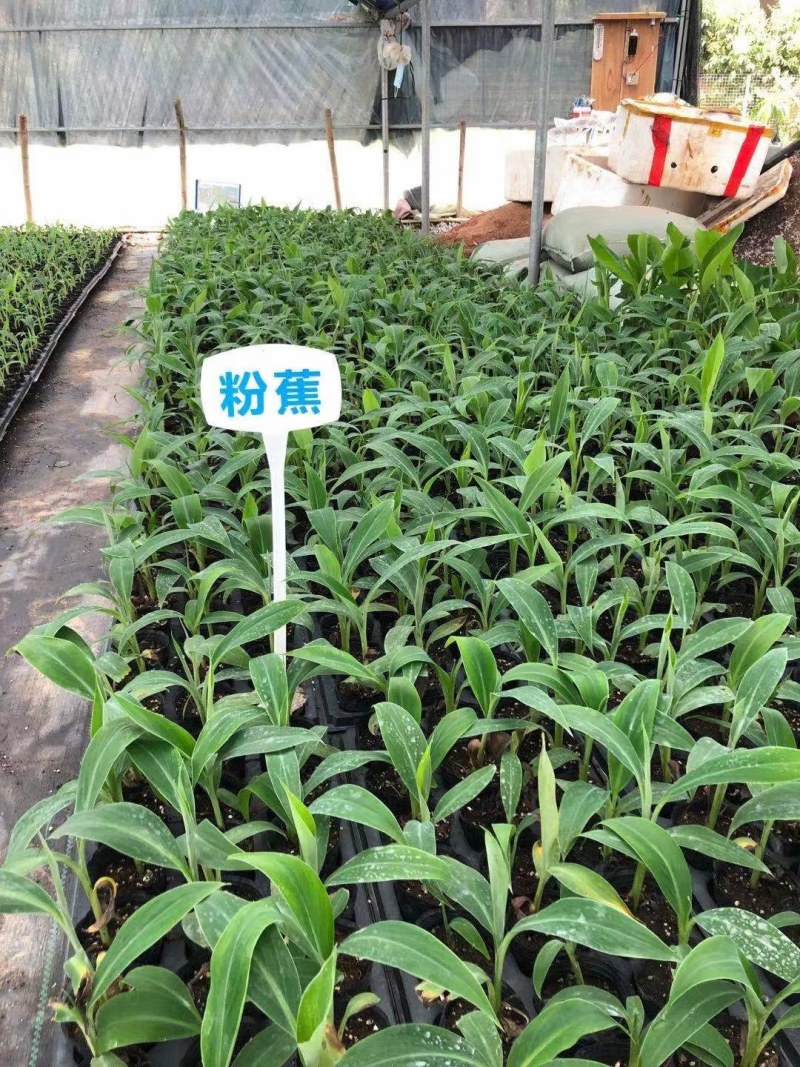 红香蕉苗，一棵香蕉能长一百以上，今年种植当年结果