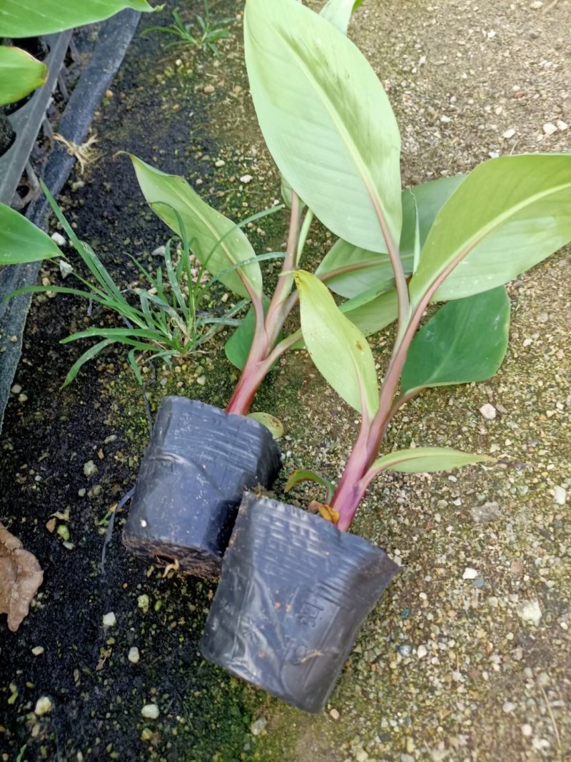 红香蕉苗，一棵香蕉能长一百以上，今年种植当年结果