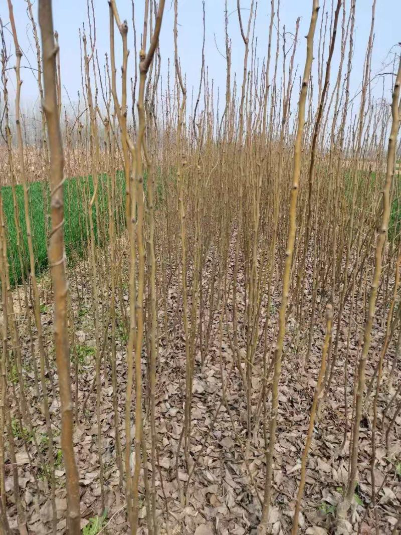 基地直供梨树苗，价格实惠，量大从优，欢迎各位老板来电
