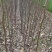 基地直供梨树苗，价格实惠，量大从优，欢迎各位老板来电