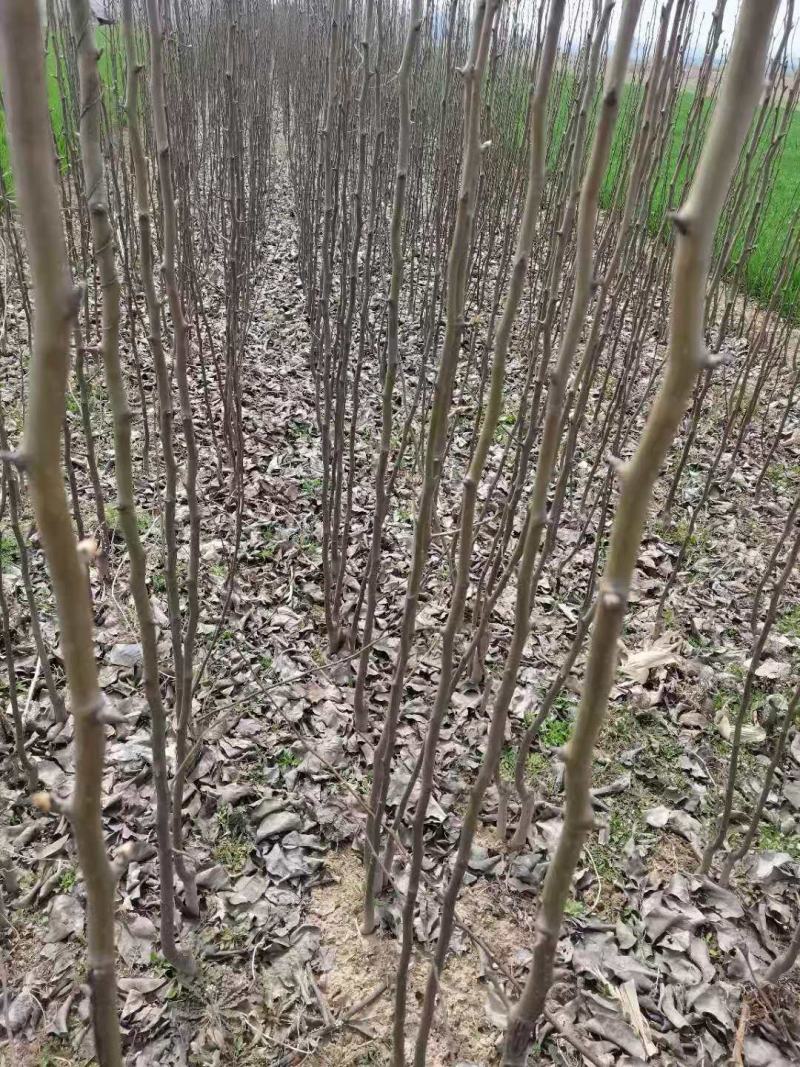基地直供梨树苗，价格实惠，量大从优，欢迎各位老板来电