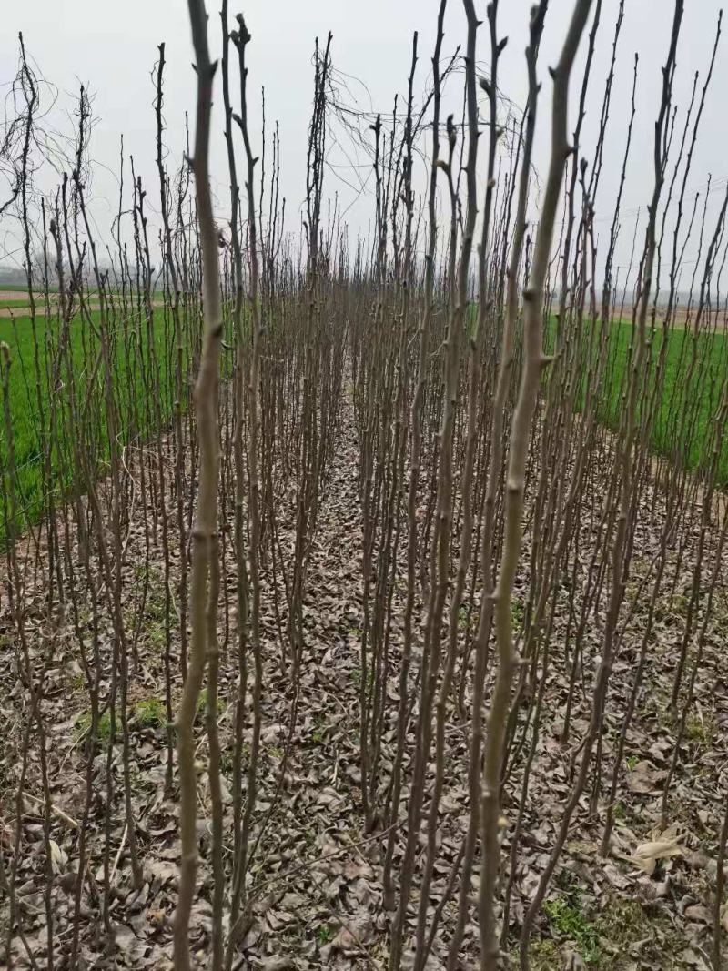 基地直供梨树苗，价格实惠，量大从优，欢迎各位老板来电