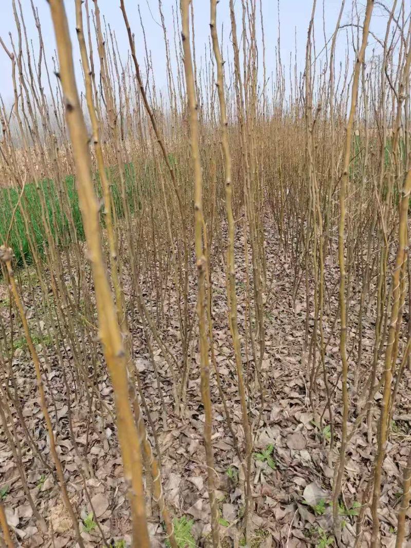 基地直供梨树苗，价格实惠，量大从优，欢迎各位老板来电