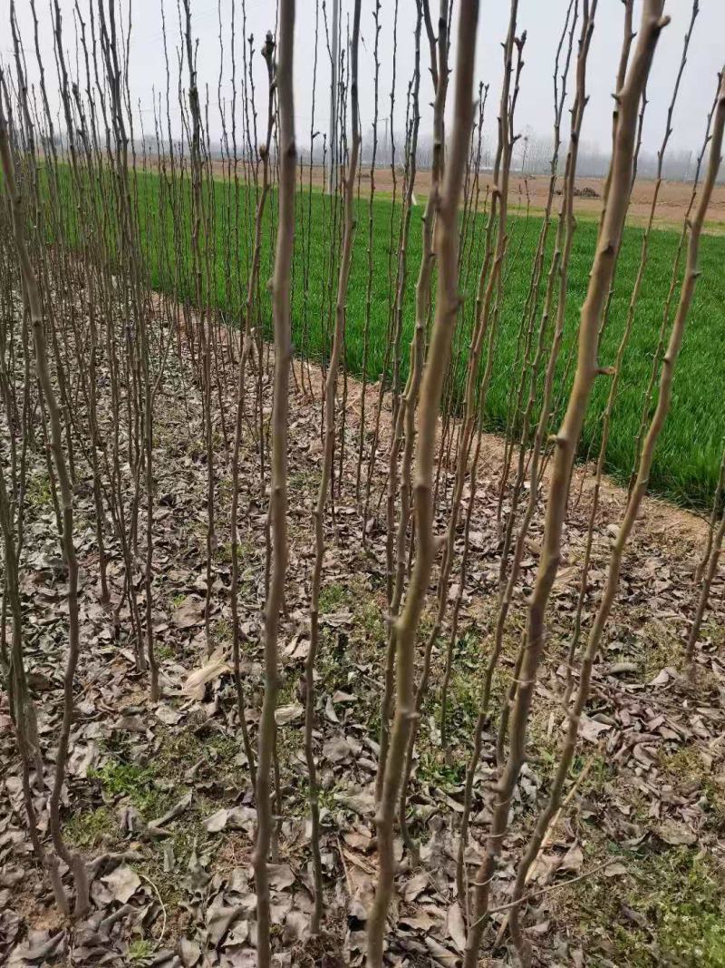 基地直供梨树苗，价格实惠，量大从优，欢迎各位老板来电