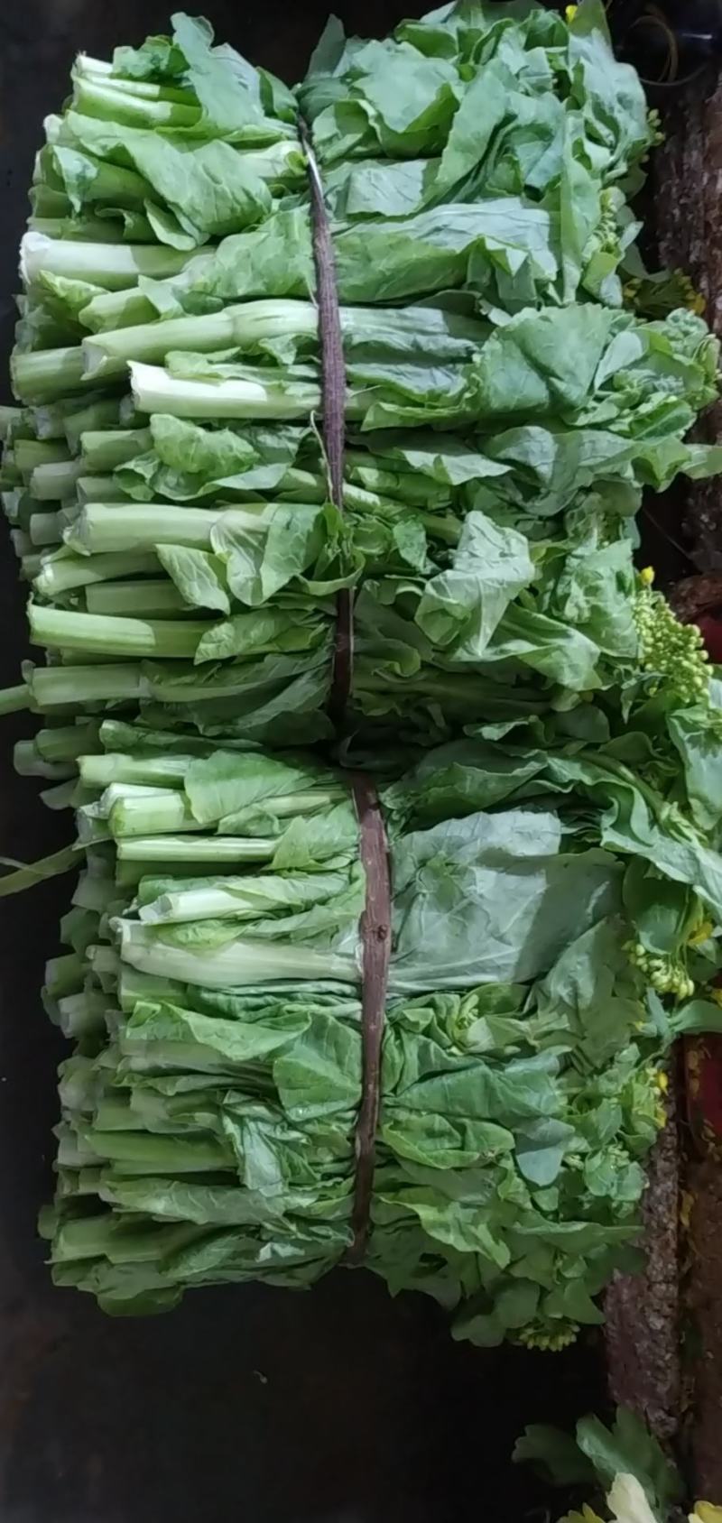贵州省独山县春季白菜苔