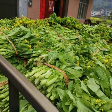 贵州省独山县春季白菜苔