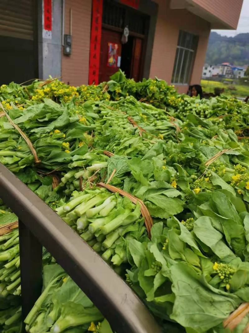 贵州省独山县春季白菜苔