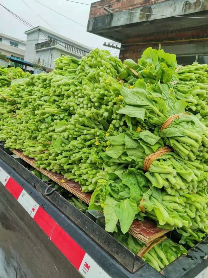 贵州省独山县春季白菜苔