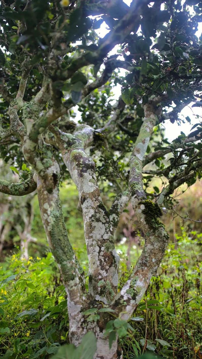 有少量古树茶树龄800年以上，直径14厘米，大量春茶上市