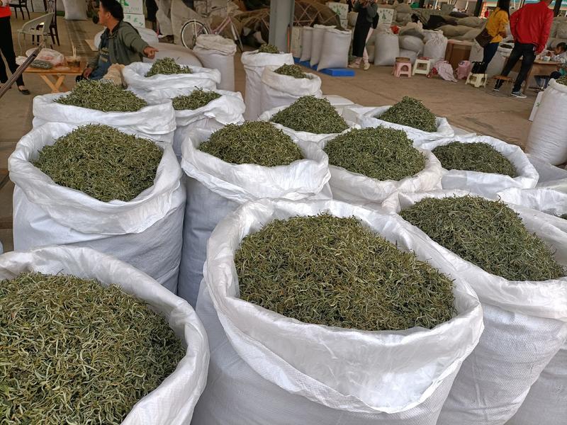 有少量古树茶树龄800年以上，直径14厘米，大量春茶上市