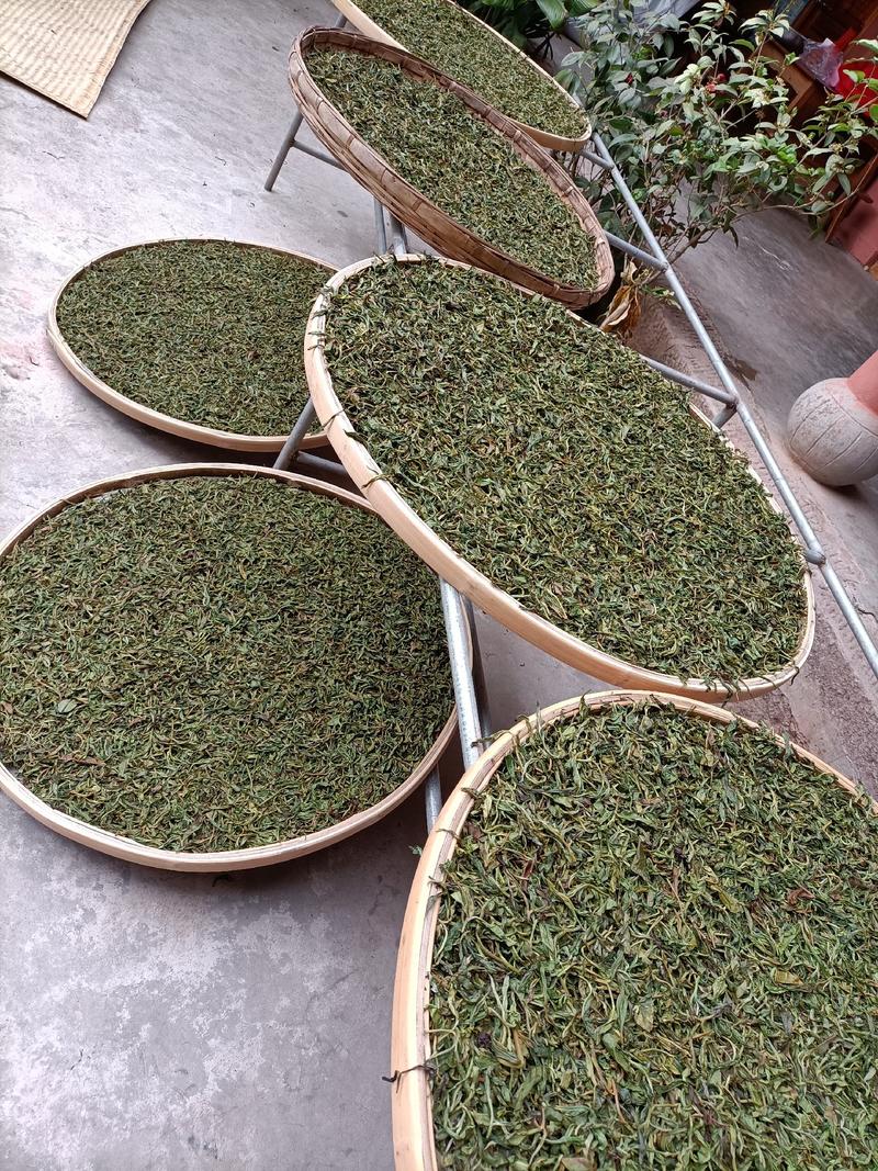 有少量古树茶树龄800年以上，直径14厘米，大量春茶上市