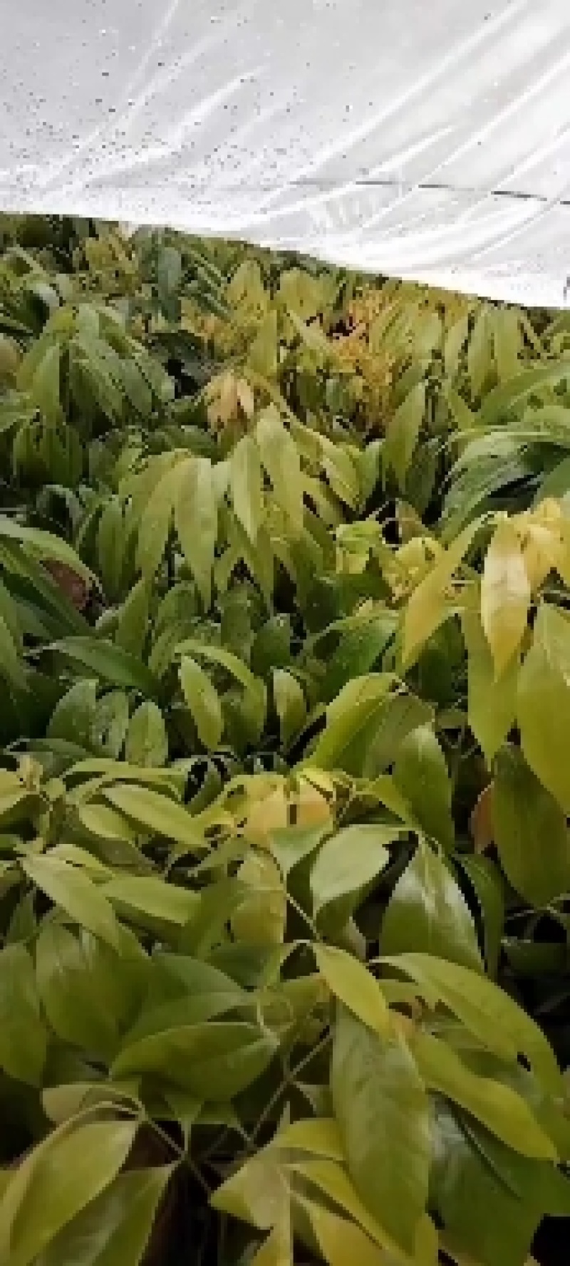 妃子笑荔枝苗，产量高易管理，南北方都可以