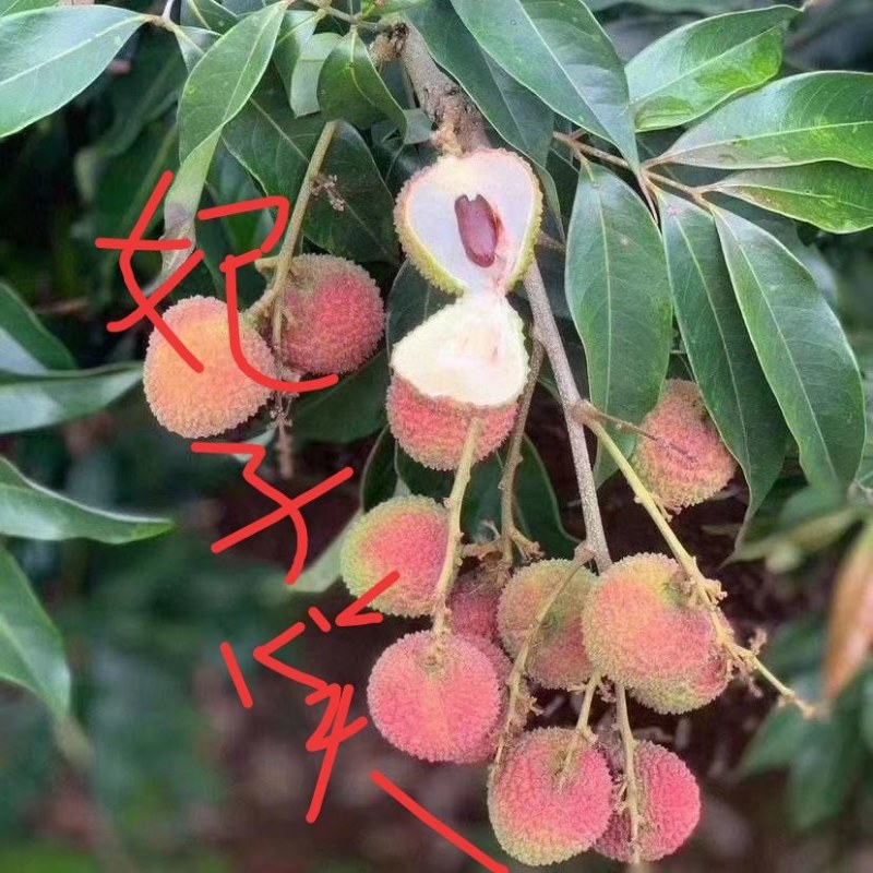 妃子笑荔枝苗，产量高易管理，南北方都可以
