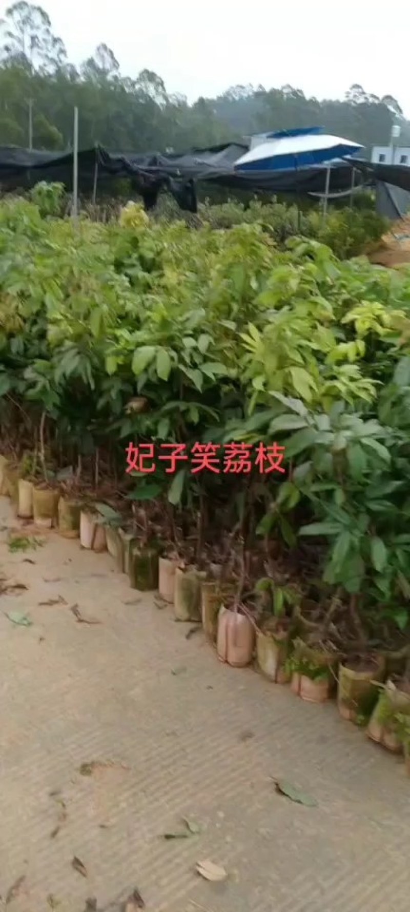 妃子笑荔枝苗，产量高易管理，南北方都可以