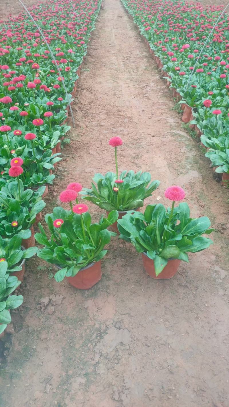 柳枝稷，基地直销常年销售各种绿化苗木。