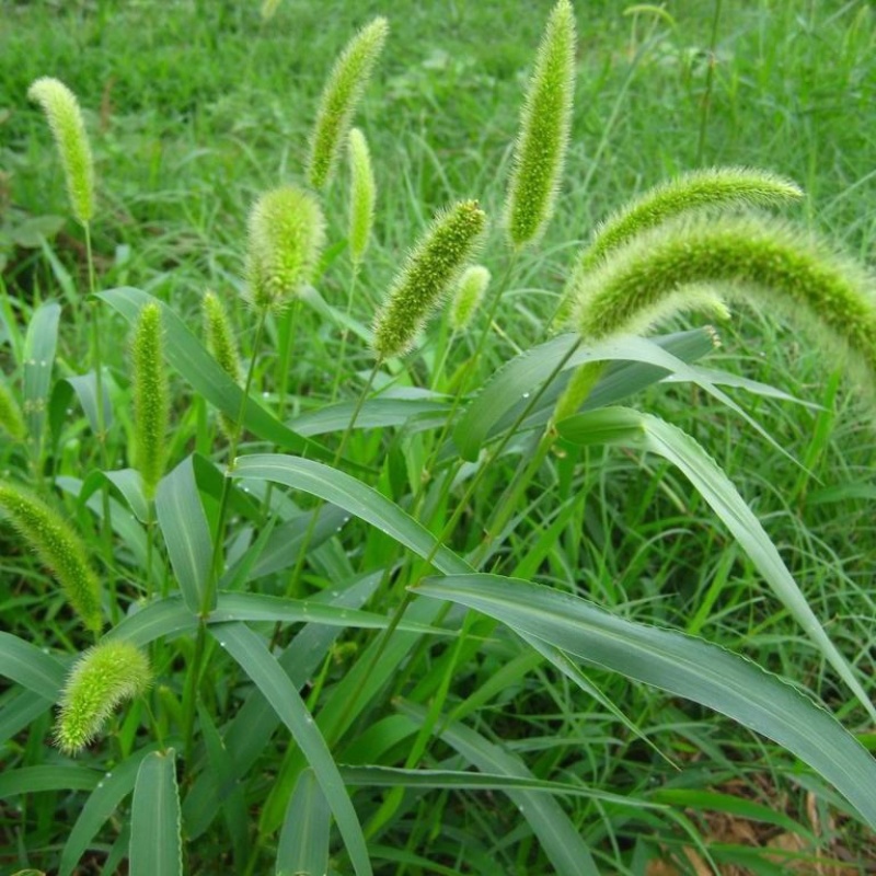 狗尾草种子狗尾巴草耐旱绿化护坡固土量大从优