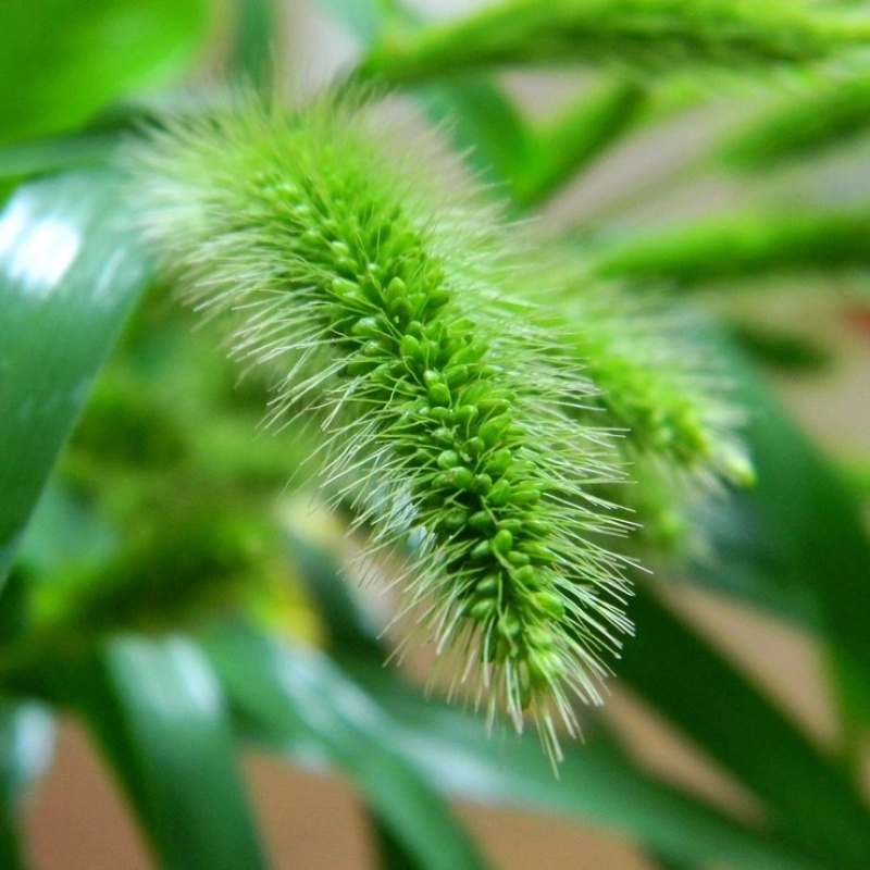 狗尾草种子狗尾巴草耐旱绿化护坡固土量大从优