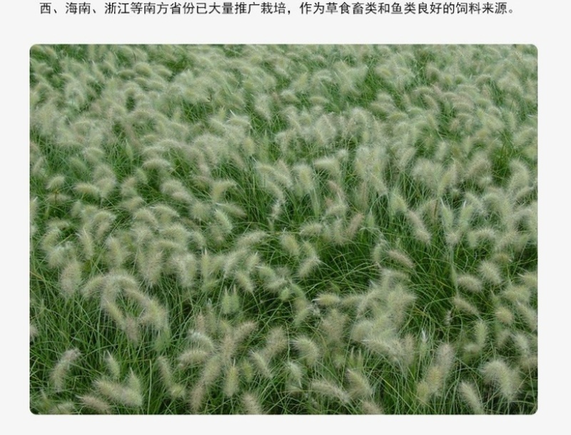 狗尾草种子狗尾巴草耐旱绿化护坡固土量大从优