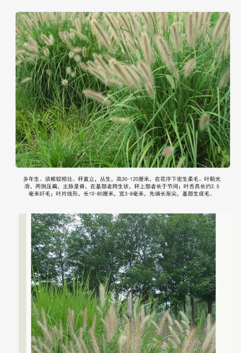 狗尾草种子狗尾巴草耐旱绿化护坡固土量大从优