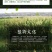 狗尾草种子狗尾巴草耐旱绿化护坡固土量大从优
