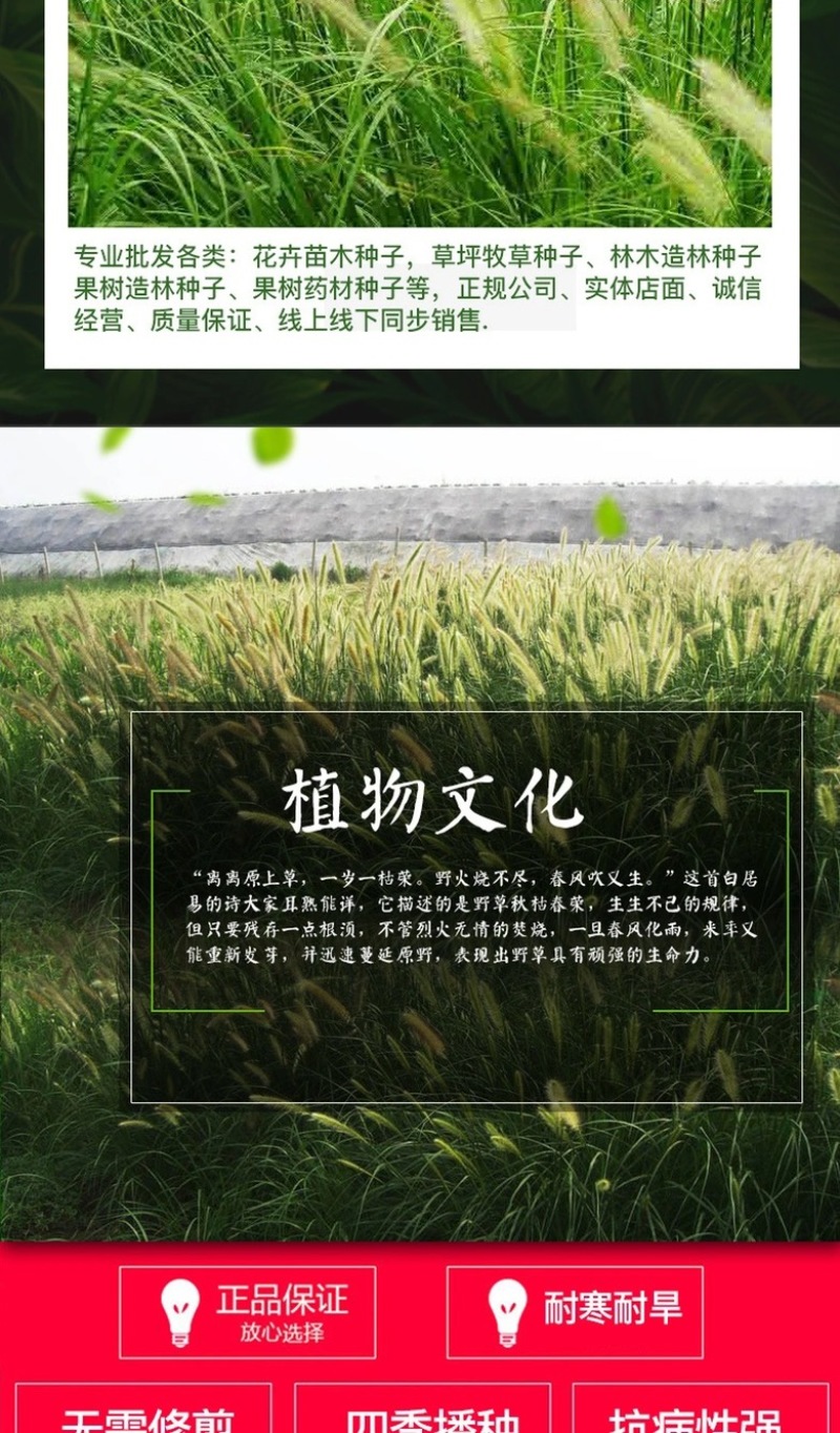 狗尾草种子狗尾巴草耐旱绿化护坡固土量大从优