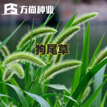 狗尾草种子狗尾巴草耐旱绿化护坡固土量大从优