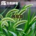 狗尾草种子狗尾巴草耐旱绿化护坡固土量大从优