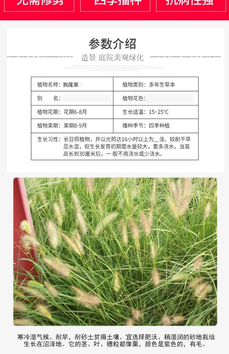 狗尾草种子狗尾巴草耐旱绿化护坡固土量大从优