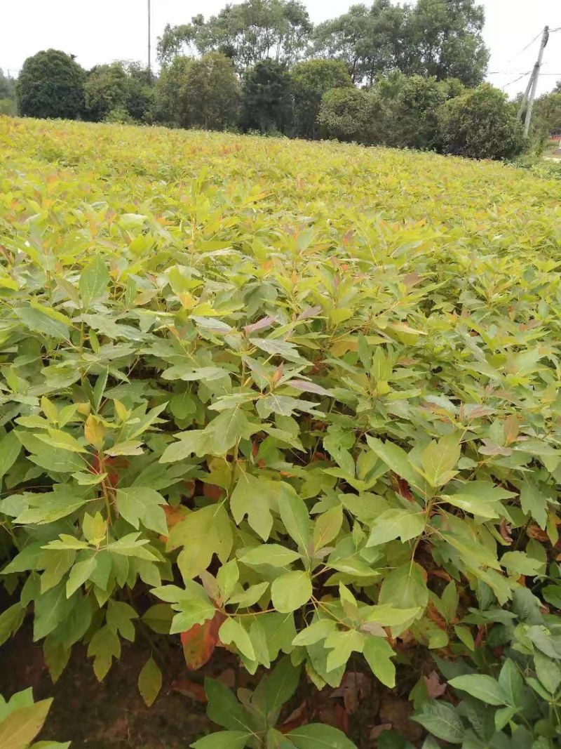 泡桐树泡桐小苗大量供应