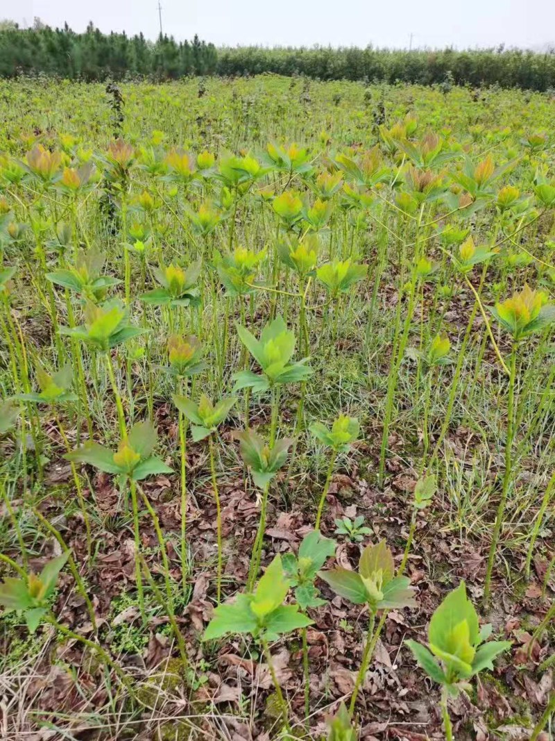 泡桐树泡桐小苗大量供应