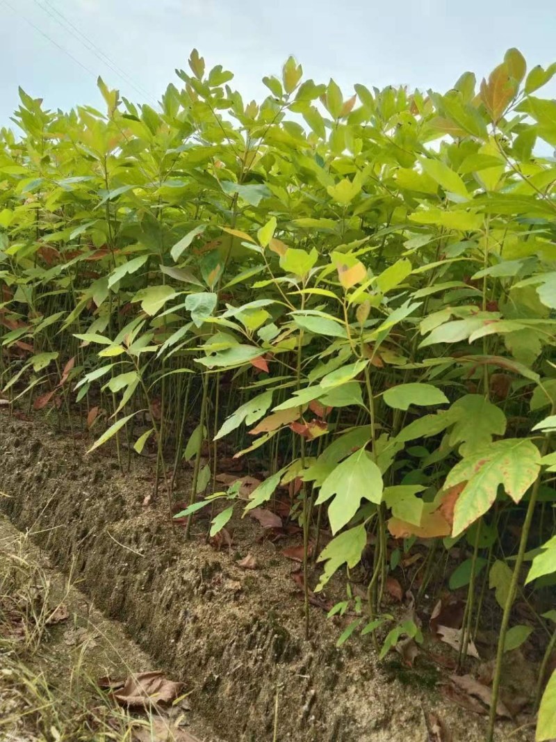 泡桐树泡桐小苗大量供应