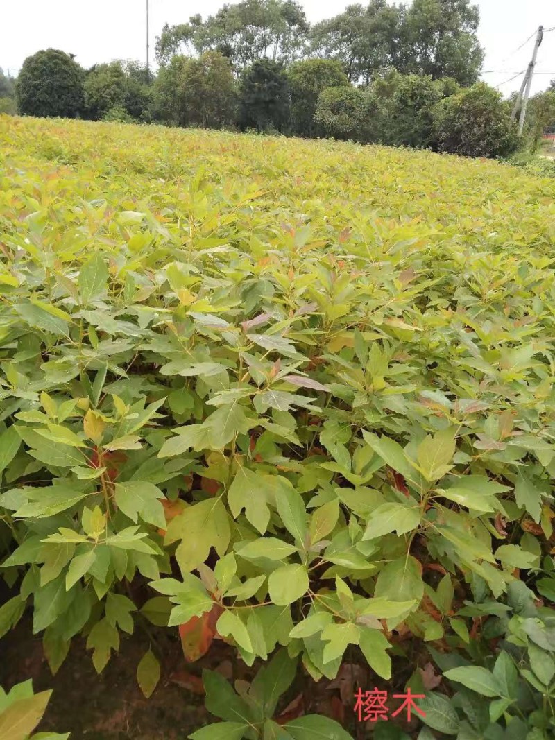 泡桐树泡桐小苗大量供应