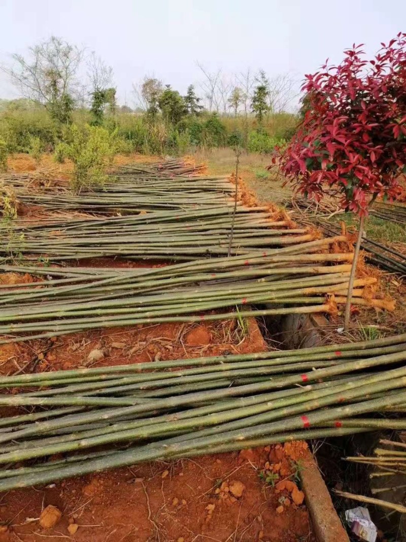 泡桐树泡桐小苗大量供应