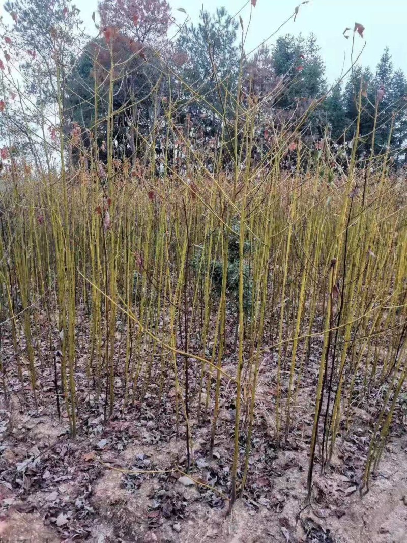 泡桐树泡桐小苗大量供应