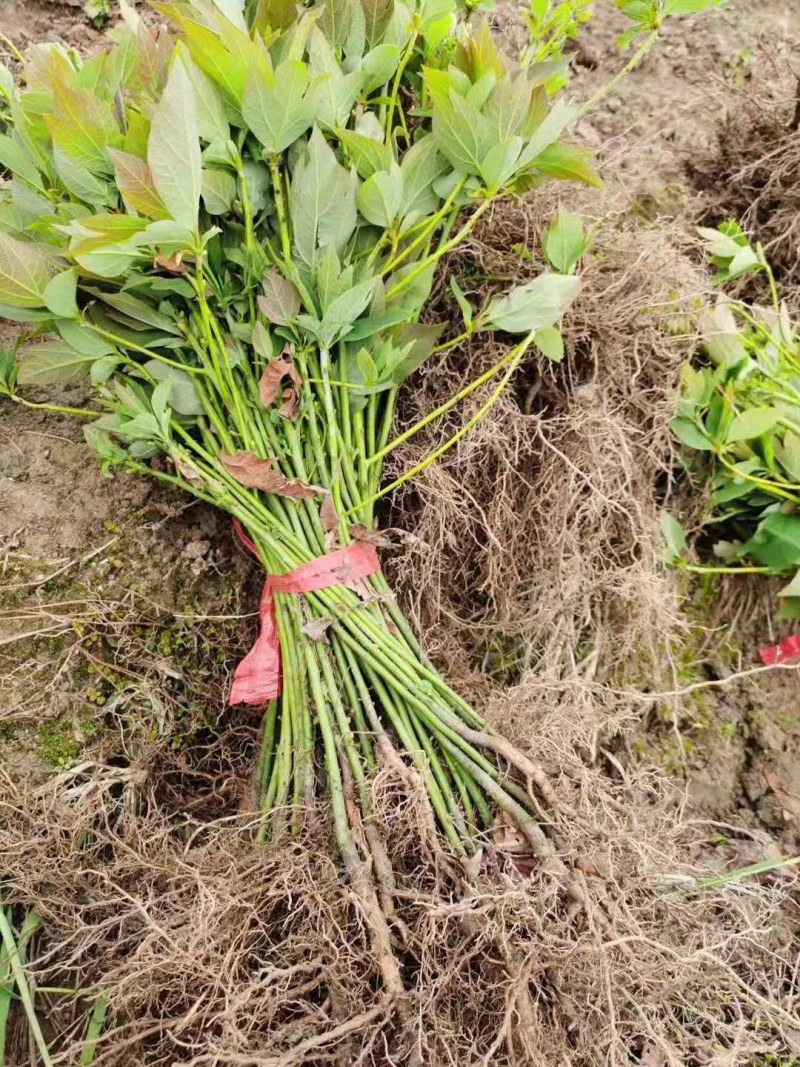 泡桐树泡桐小苗大量供应
