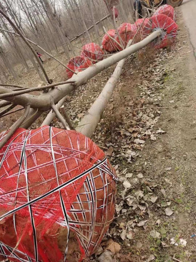 泡桐树泡桐小苗大量供应
