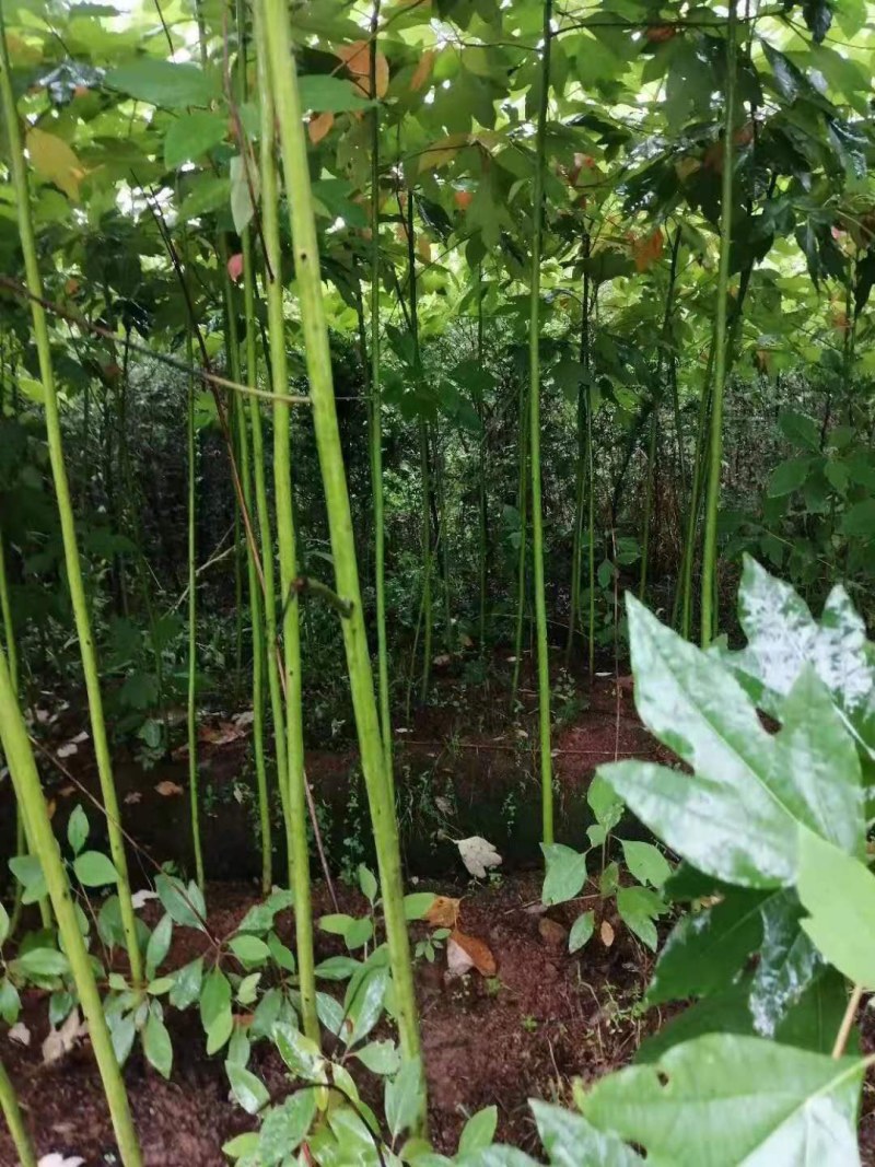 泡桐树泡桐小苗大量供应
