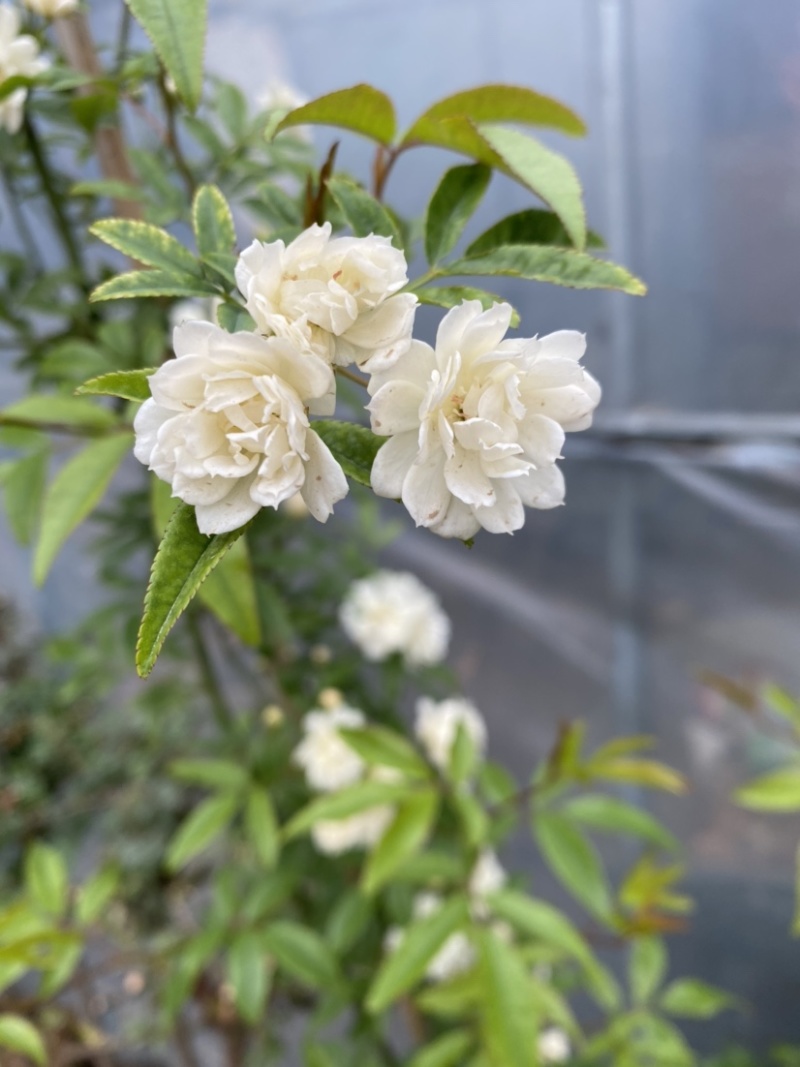 供应藤本植物红花白花黄花木香