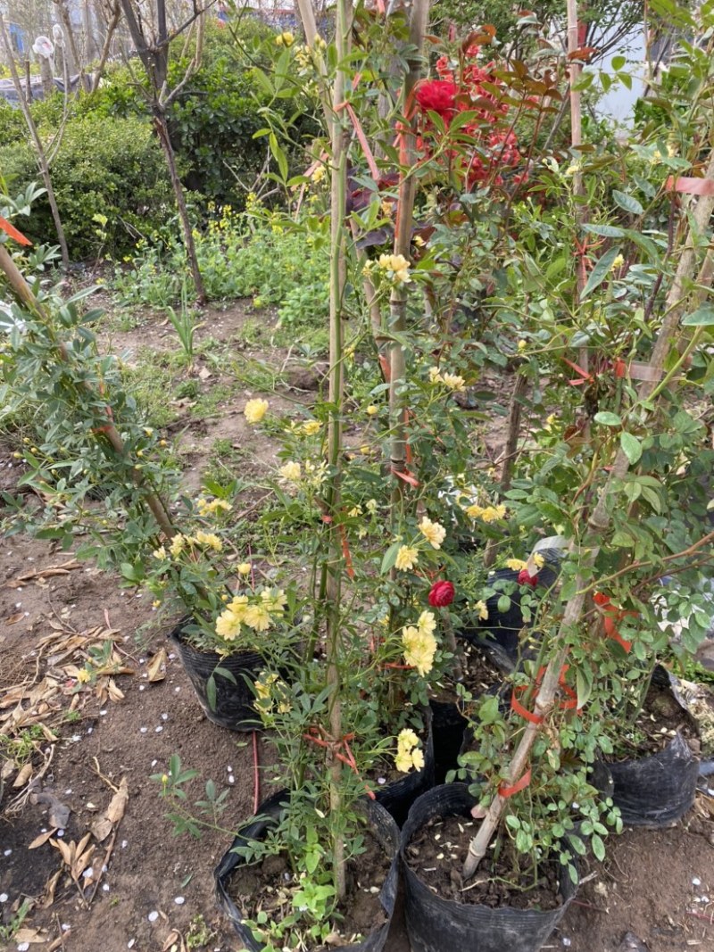 供应藤本植物红花白花黄花木香