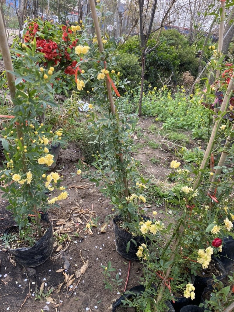 供应藤本植物红花白花黄花木香