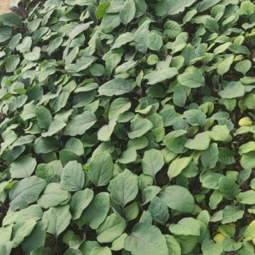 新品苗盘永红黒硕黑圆茄子苗
